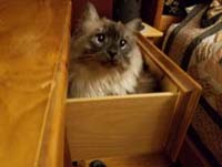 cat